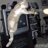 actionkatze
