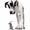 david-goliath