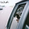 fahrtwind-hund