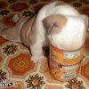 gieriger-hund