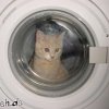 katze-waschen