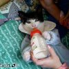 katzenbaby