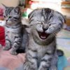 lach-katze