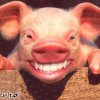 lachschwein