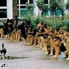 mutigekatze