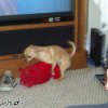 notgeilerhund