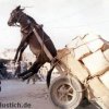 parking-donkey