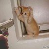 pfotenhochkatze