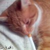rauchende-katze