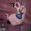 rockende-katze