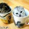 tassen-katzen