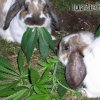 tiere-und-drogen