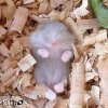 tote-maus